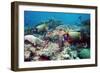 Hawksbill Turtle Feeding-Georgette Douwma-Framed Photographic Print