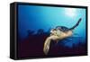 Hawksbill Turtle Front-View, One Flipper Up-null-Framed Stretched Canvas