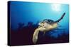 Hawksbill Turtle Front-View, One Flipper Up-null-Stretched Canvas