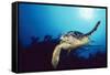 Hawksbill Turtle Front-View, One Flipper Up-null-Framed Stretched Canvas