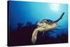 Hawksbill Turtle Front-View, One Flipper Up-null-Stretched Canvas