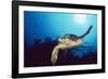 Hawksbill Turtle Front-View, One Flipper Up-null-Framed Photographic Print