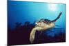 Hawksbill Turtle Front-View, One Flipper Up-null-Mounted Photographic Print