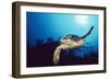 Hawksbill Turtle Front-View, One Flipper Up-null-Framed Photographic Print