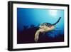 Hawksbill Turtle Front-View, One Flipper Up-null-Framed Photographic Print