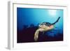 Hawksbill Turtle Front-View, One Flipper Up-null-Framed Photographic Print