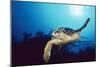 Hawksbill Turtle Front-View, One Flipper Up-null-Mounted Photographic Print