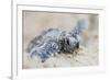 Hawksbill Turtle Hatching-Lantern Press-Framed Art Print