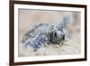 Hawksbill Turtle Hatching-Lantern Press-Framed Art Print