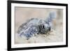 Hawksbill Turtle Hatching-Lantern Press-Framed Art Print