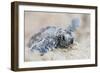 Hawksbill Turtle Hatching-Lantern Press-Framed Art Print