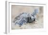 Hawksbill Turtle Hatching-Lantern Press-Framed Art Print