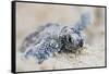 Hawksbill Turtle Hatching-Lantern Press-Framed Stretched Canvas