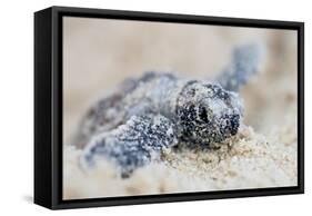 Hawksbill Turtle Hatching-Lantern Press-Framed Stretched Canvas