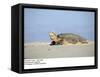 Hawksbill Turtle Lies on Sand-null-Framed Stretched Canvas