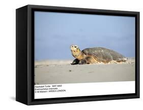 Hawksbill Turtle Lies on Sand-null-Framed Stretched Canvas