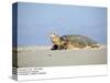 Hawksbill Turtle Lies on Sand-null-Stretched Canvas