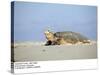 Hawksbill Turtle Lies on Sand-null-Stretched Canvas