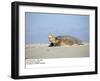 Hawksbill Turtle Lies on Sand-null-Framed Premium Photographic Print