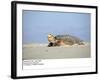 Hawksbill Turtle Lies on Sand-null-Framed Photographic Print