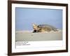 Hawksbill Turtle Lies on Sand-null-Framed Photographic Print