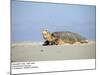 Hawksbill Turtle Lies on Sand-null-Mounted Photographic Print