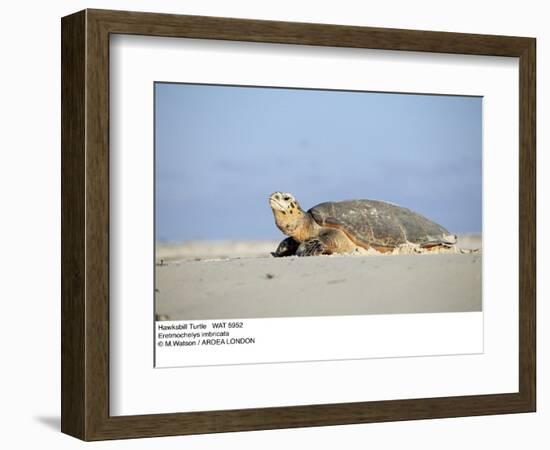 Hawksbill Turtle Lies on Sand-null-Framed Photographic Print