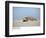 Hawksbill Turtle Lies on Sand-null-Framed Photographic Print