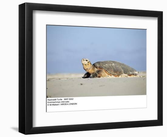 Hawksbill Turtle Lies on Sand-null-Framed Photographic Print