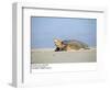 Hawksbill Turtle Lies on Sand-null-Framed Photographic Print