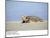 Hawksbill Turtle Lies on Sand-null-Mounted Photographic Print