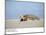 Hawksbill Turtle Lies on Sand-null-Mounted Photographic Print