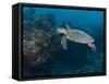 Hawksbill Turtle, Palau, Micronesia, Rock Islands, World Heritage Site, Western Pacific-Stuart Westmoreland-Framed Stretched Canvas