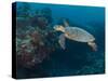 Hawksbill Turtle, Palau, Micronesia, Rock Islands, World Heritage Site, Western Pacific-Stuart Westmoreland-Stretched Canvas