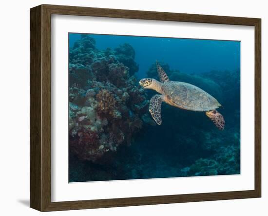 Hawksbill Turtle, Palau, Micronesia, Rock Islands, World Heritage Site, Western Pacific-Stuart Westmoreland-Framed Premium Photographic Print