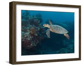 Hawksbill Turtle, Palau, Micronesia, Rock Islands, World Heritage Site, Western Pacific-Stuart Westmoreland-Framed Premium Photographic Print