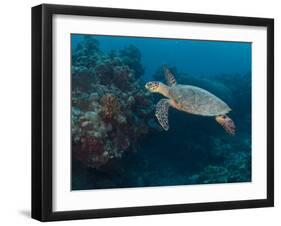 Hawksbill Turtle, Palau, Micronesia, Rock Islands, World Heritage Site, Western Pacific-Stuart Westmoreland-Framed Premium Photographic Print