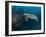 Hawksbill Turtle, Palau, Micronesia, Rock Islands, World Heritage Site, Western Pacific-Stuart Westmoreland-Framed Premium Photographic Print