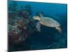 Hawksbill Turtle, Palau, Micronesia, Rock Islands, World Heritage Site, Western Pacific-Stuart Westmoreland-Mounted Premium Photographic Print