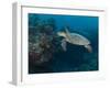 Hawksbill Turtle, Palau, Micronesia, Rock Islands, World Heritage Site, Western Pacific-Stuart Westmoreland-Framed Photographic Print