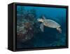 Hawksbill Turtle, Palau, Micronesia, Rock Islands, World Heritage Site, Western Pacific-Stuart Westmoreland-Framed Stretched Canvas