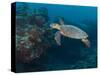 Hawksbill Turtle, Palau, Micronesia, Rock Islands, World Heritage Site, Western Pacific-Stuart Westmoreland-Stretched Canvas