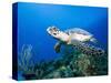 Hawksbill Turtle Swimming above Reef-Paul Souders-Stretched Canvas