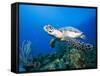 Hawksbill Turtle Swimming above Reef-Paul Souders-Framed Stretched Canvas