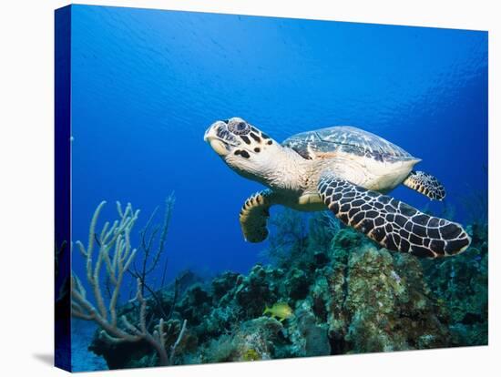 Hawksbill Turtle Swimming above Reef-Paul Souders-Stretched Canvas