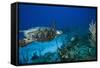 Hawksbill Turtle Swimming Above Reef-null-Framed Stretched Canvas