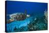 Hawksbill Turtle Swimming Above Reef-null-Stretched Canvas