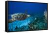 Hawksbill Turtle Swimming Above Reef-null-Framed Stretched Canvas