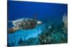 Hawksbill Turtle Swimming Above Reef-null-Stretched Canvas