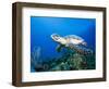 Hawksbill Turtle Swimming above Reef-Paul Souders-Framed Photographic Print
